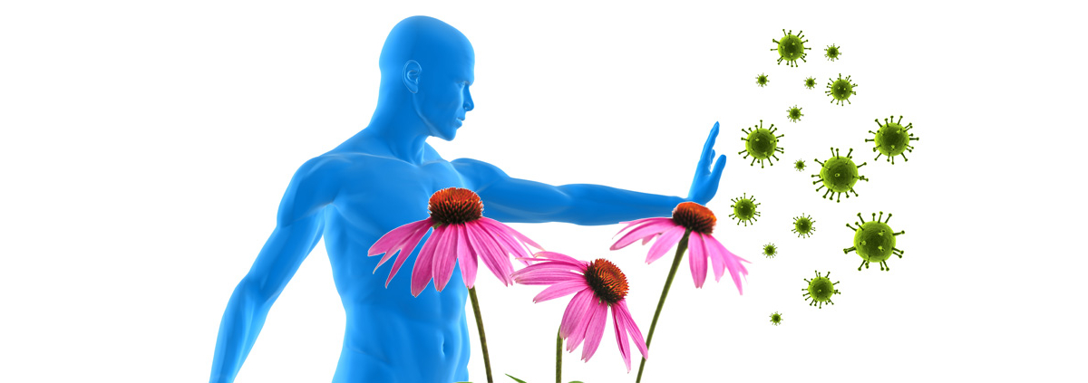 Echinacea Immunity