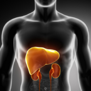Liver and Kidneys
