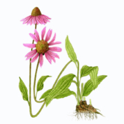 Echinacea