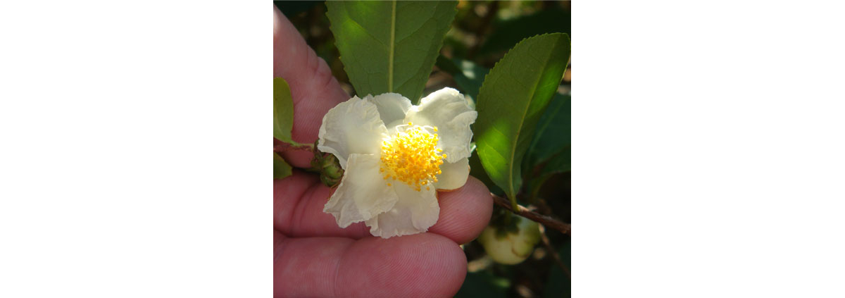 CamelliaSinensis