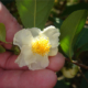 CamelliaSinensis