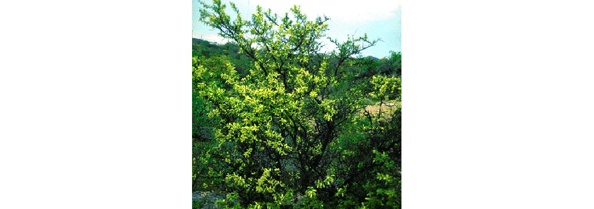 Acacia rigidula