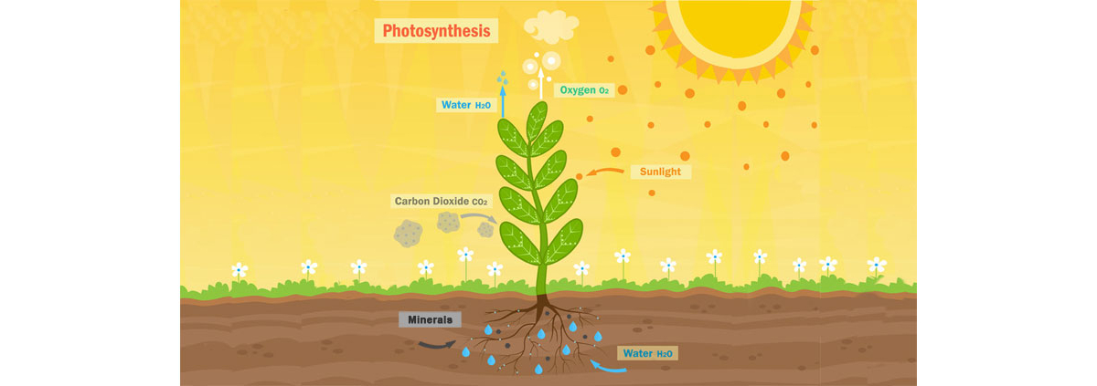 Photosynthesis