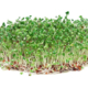 BroccoliSprouts