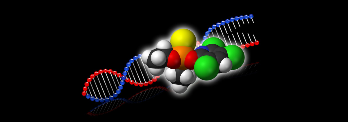 Chlorpyrifos and DNA