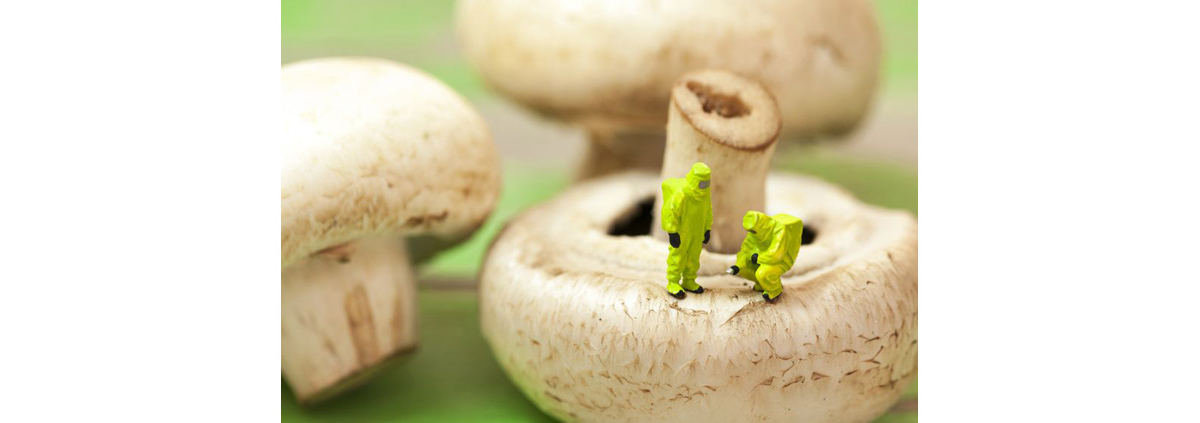 Chlorpyrifos and Mushrooms