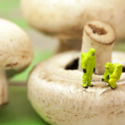 Chlorpyrifos and Mushrooms