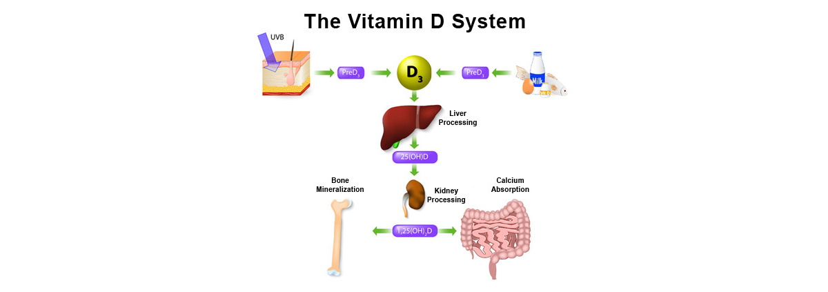 VitaminDSystem
