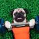 WorkoutDog