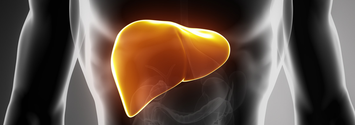 Liver