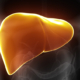 Liver