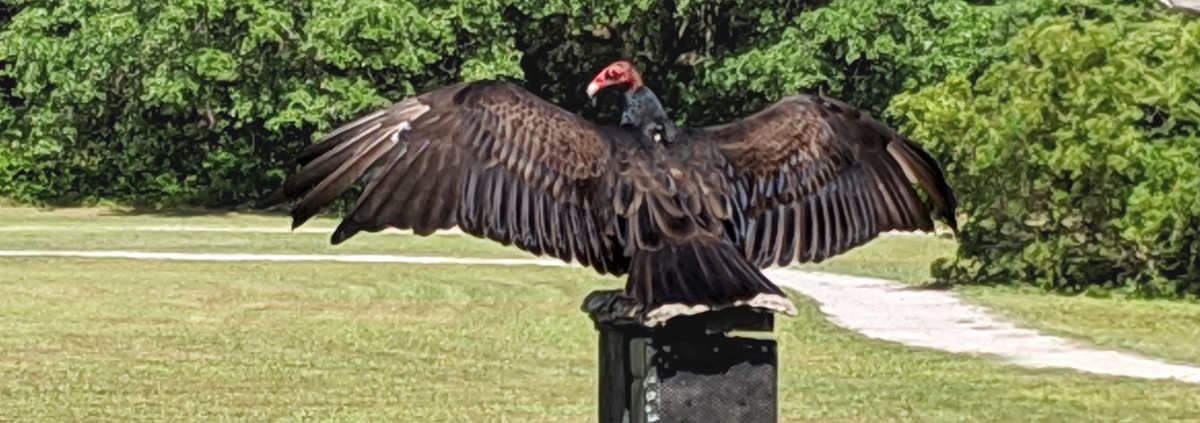 TurkeyVulture