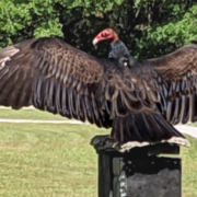 TurkeyVulture