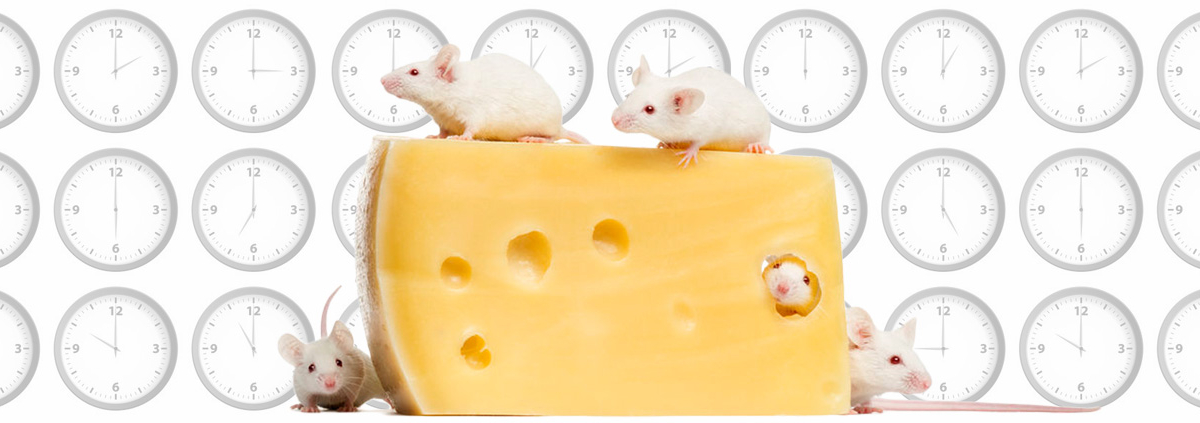 IntermittentFastingMice