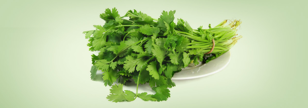 Cilantro