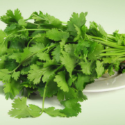 Cilantro