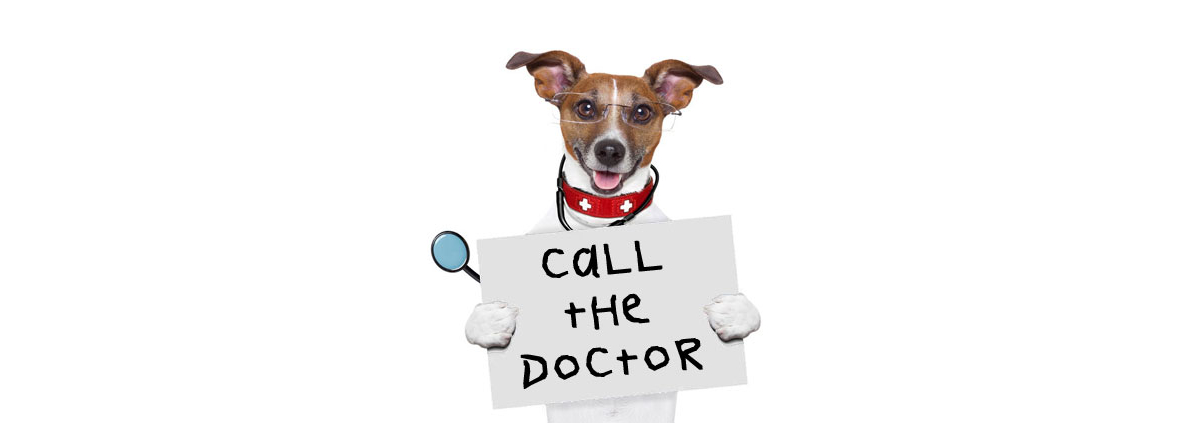 DoctorDog