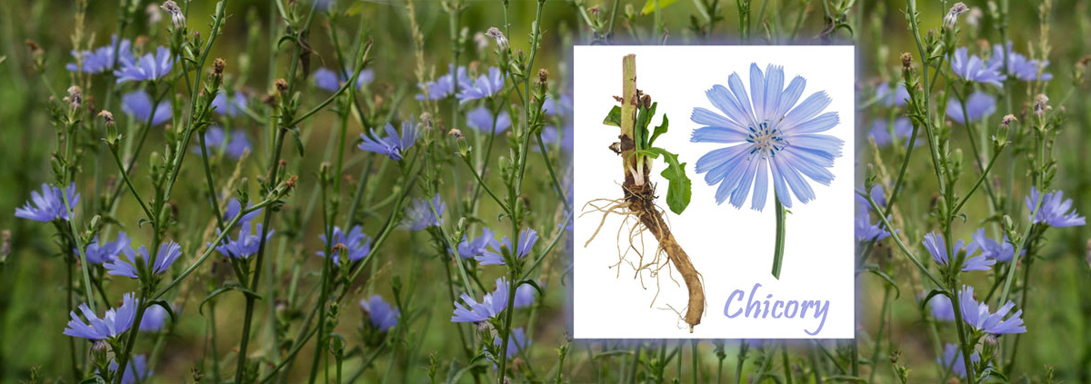 Chicory