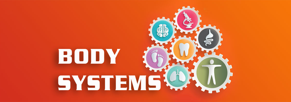 BodySystems