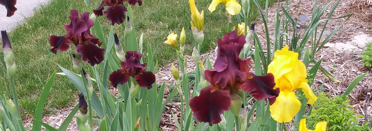 Irises