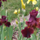 Irises