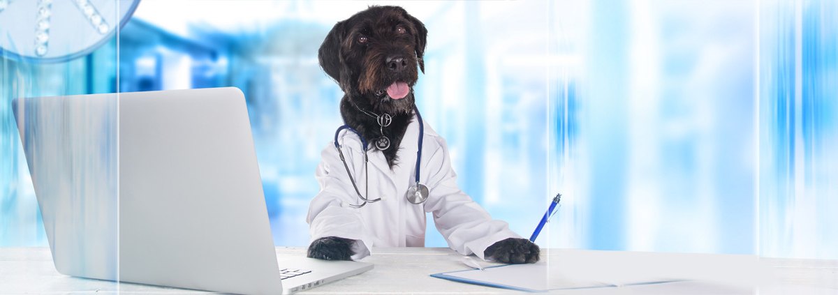 DoctorDog