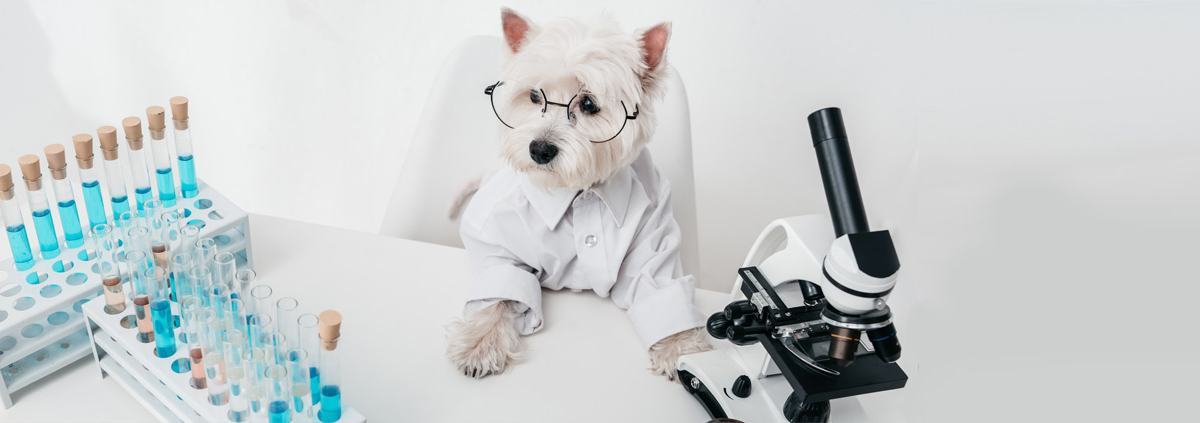 LabTechDog