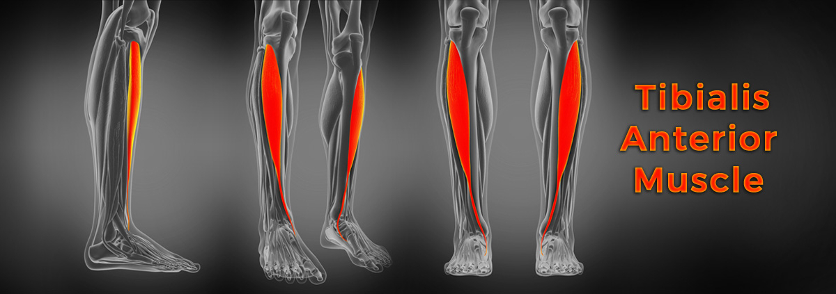 Tibialis-Anterior-Muscle