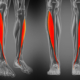 Tibialis-Anterior-Muscle
