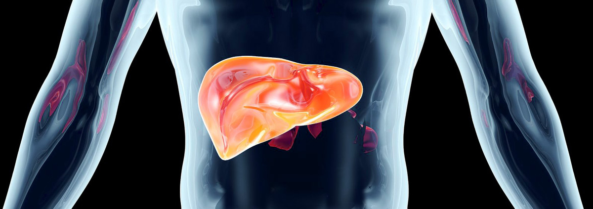 Liver