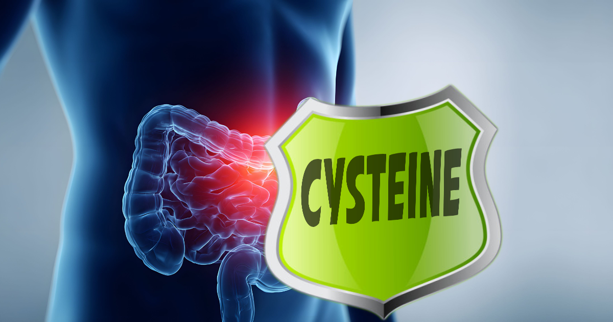 CysteineAndGut