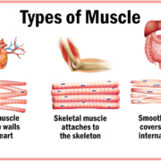 Muscle-Types