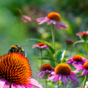 Echinacea2