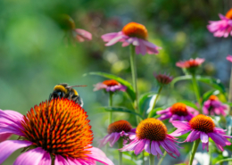 Echinacea2