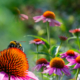 Echinacea2