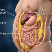 VisceralFat-SubcutaneousFat