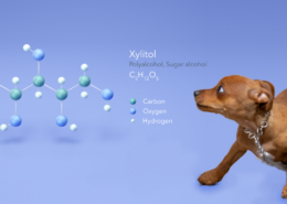 Xylitol-Dog