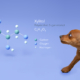 Xylitol-Dog