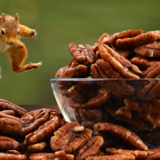 Pecans-and-Squirrel