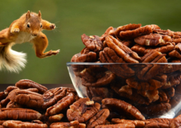 Pecans-and-Squirrel