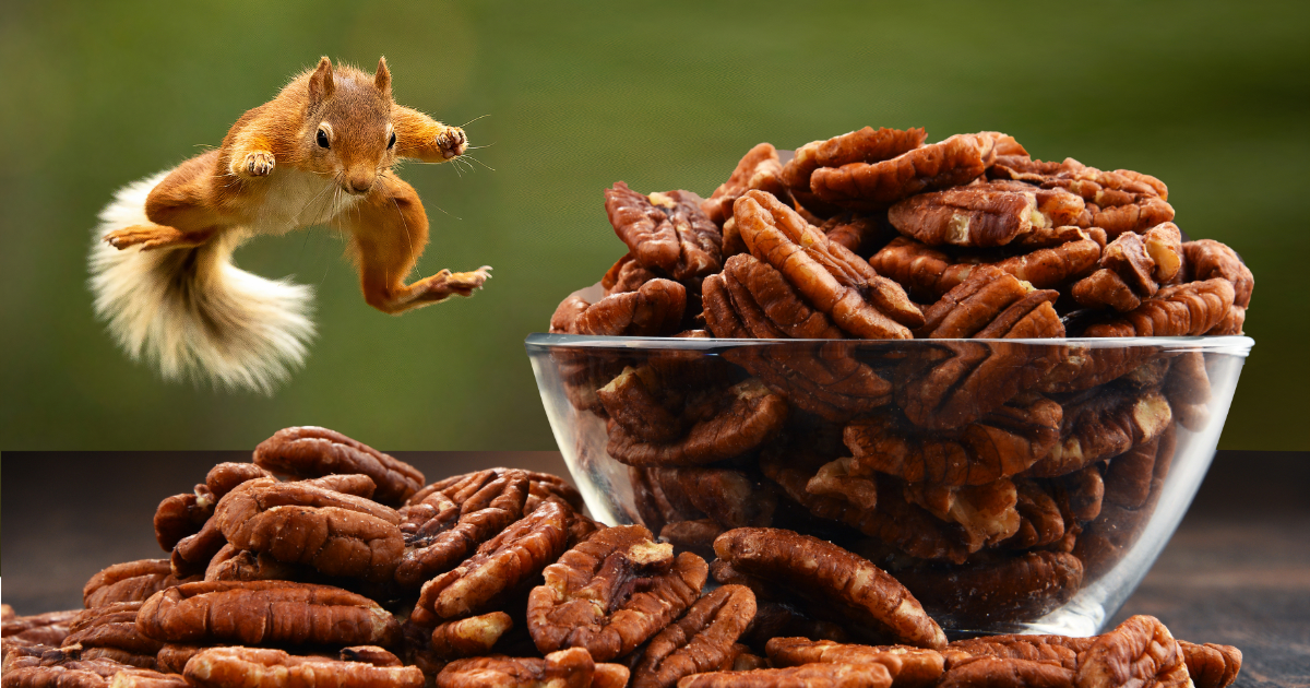 Pecans-and-Squirrel
